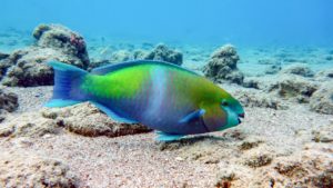 Hoy concluye periodo para comercialización de los peces herbívoros