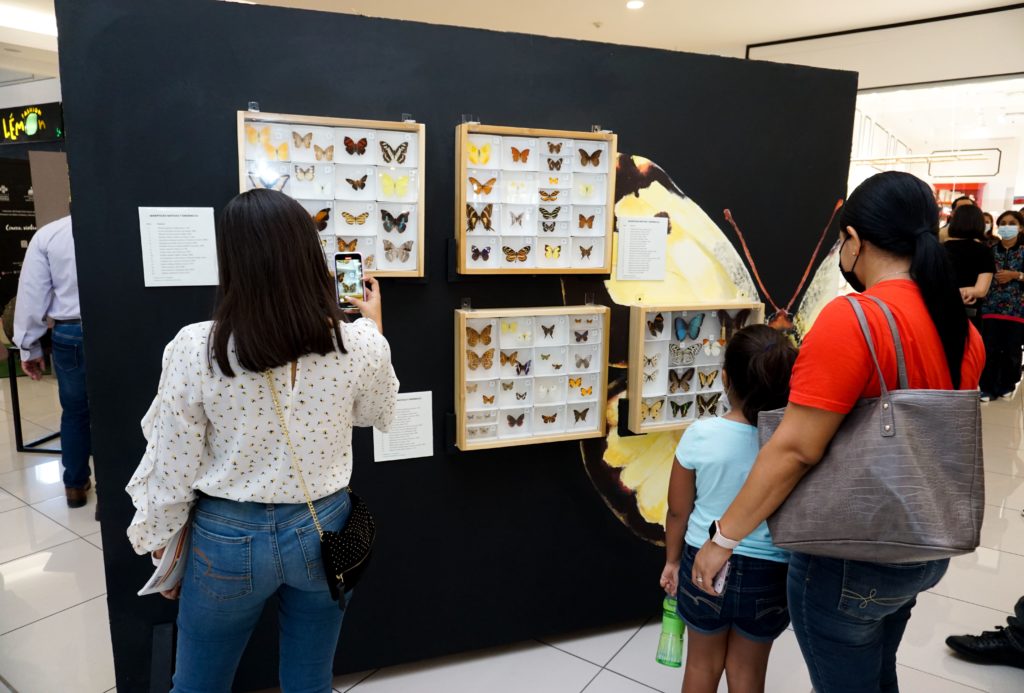 Museo Natural traslada su exhibición “Seis patas en acción” a Galería 360