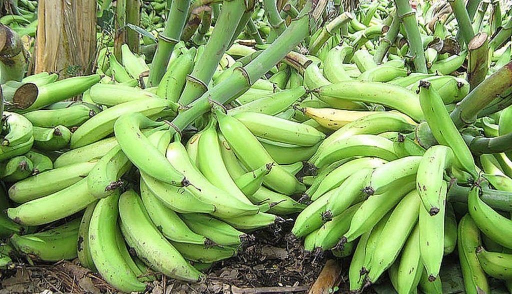 ¡Plátanos a un peso!