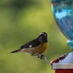 Consejero interino para Asuntos Públicos de la Embajada de EE.UU. revela su pasión: tomar fotos de aves endémicas de RD, eldigital.com.do