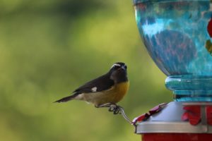 Consejero interino para Asuntos Públicos de la Embajada de EE.UU. revela su pasión: tomar fotos de aves endémicas de RD, eldigital.com.do