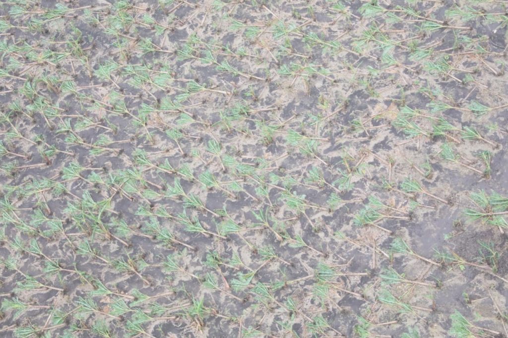 Ministro de Agricultura va en auxilio de productores de plátanos afectados por tornado, eldigital.com.do