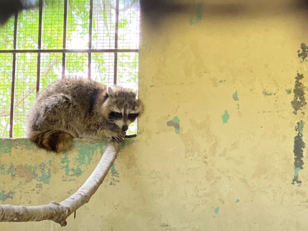 Medio Ambiente informa captura del mapache que merodeaba alrededores del Jardín Botánico, eldigital.com.do