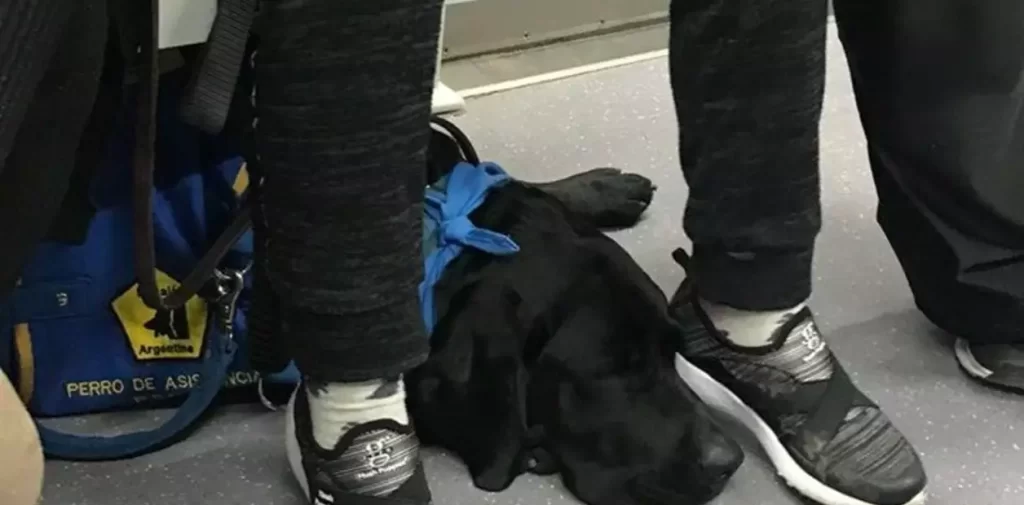 Un estudiante con autismo gana lucha legal y podrá ir a clases con su perro en Costa Rica, eldigital.com.do