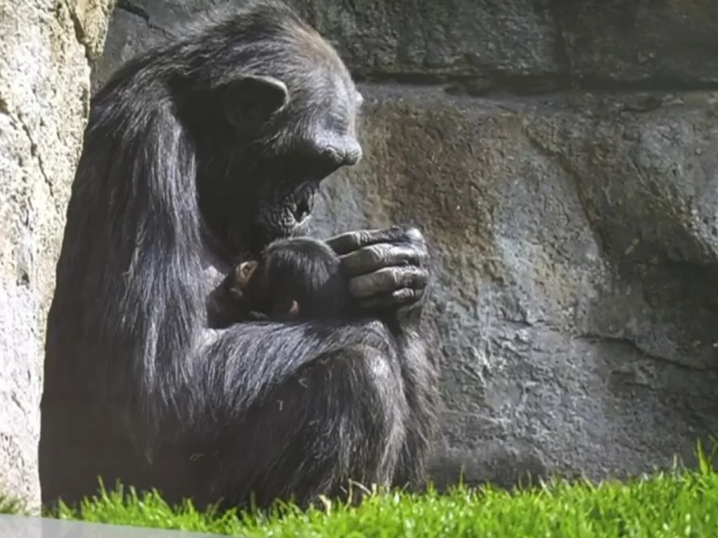 El triste duelo de una madre chimpancé, eldigital.com.do