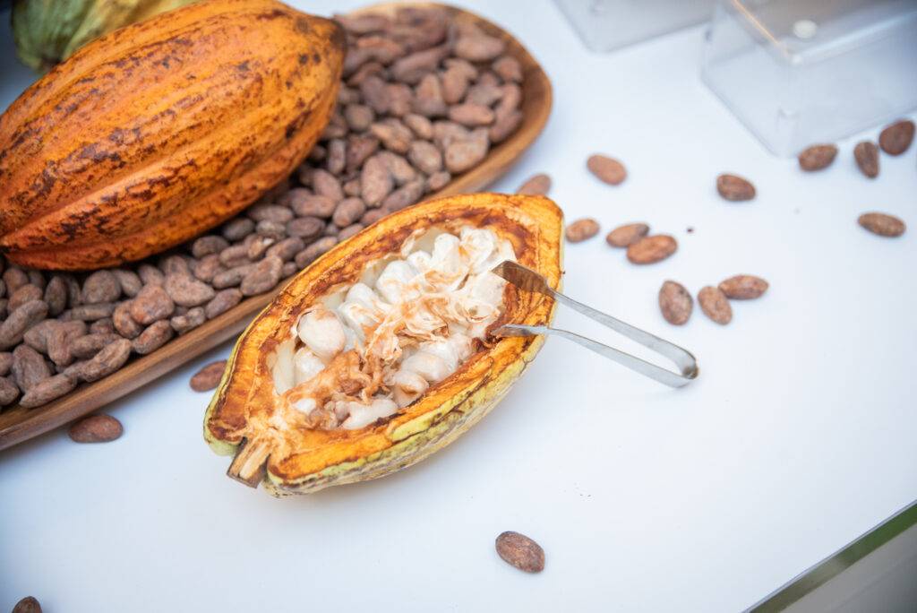 Cuarto Festival del Chocolate Dominicano promoverá su cultura y origen, eldigital.com.do