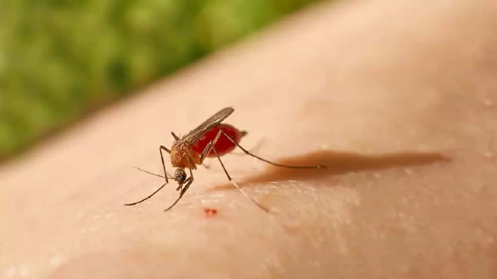 República Dominicana detecta primer caso del virus "Oropouche”