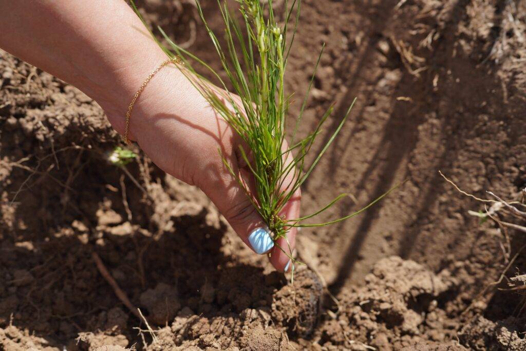 Voluntarios de Banco Popular siembran 4,300 árboles en Plan Sierra, eldigital.com.do