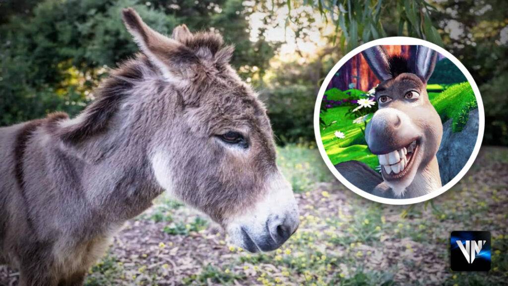 Murió Perry, el burro que inspiró al personaje de la película Shrek, eldigital.com.do