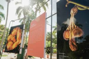 INICIA y la Alcaldía del DN inauguran exhibición fotográfica del libro Pétalos y Colores, eldigital.com.do