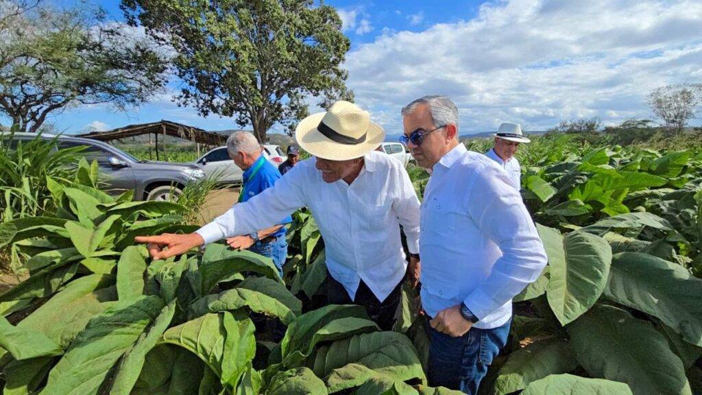 En RD existen 29 zonas tabacaleras distribuidas en 15 provincias, informa Intabaco, eldigital.com.do