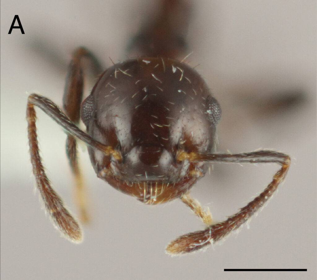 Describen una nueva especie de hormiga única del Caribe, eldigital.com.do