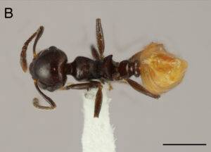 Describen una nueva especie de hormiga única del Caribe, eldigital.com.do