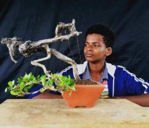 Embajada de Japón realizarán cuarta edición exposición nacional de Bonsái en Ágora Mall, eldigital.com.do