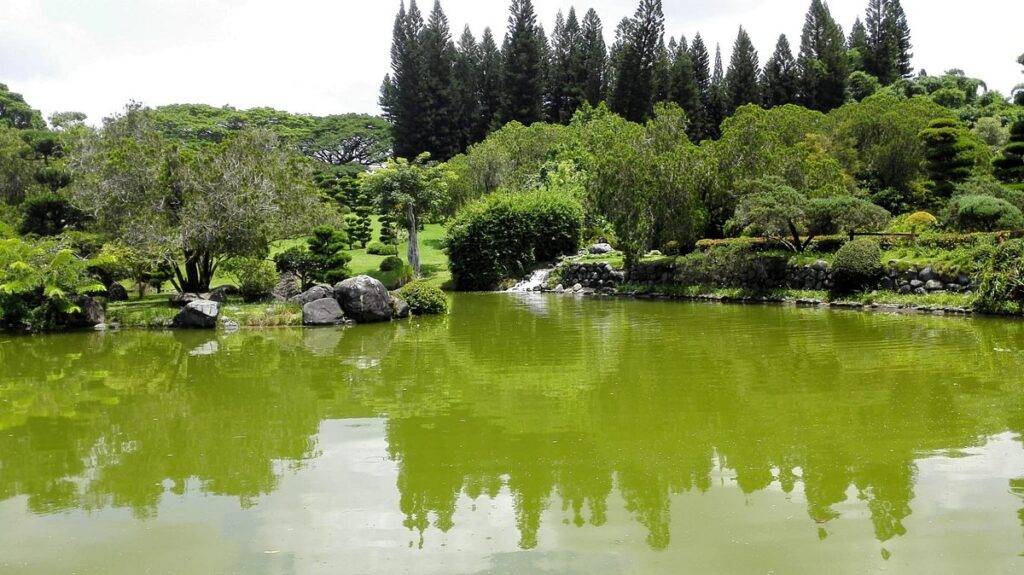 Abinader sobre el Botánico: "Medio Ambiente y Obras Públicas trabajan en una opinión final", eldigital.com.do