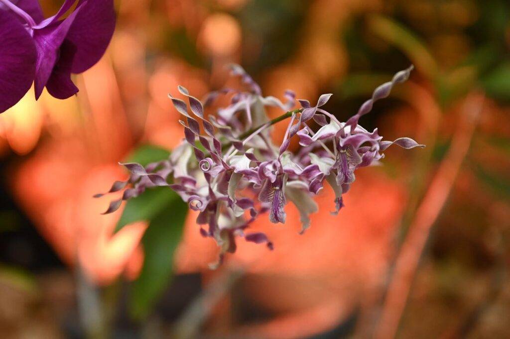 "Cascada de Orquídeas" llenará de color y naturaleza al Jardín Botánico Nacional en marzo, eldigital.com.do
