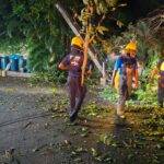Bomberos y Alcaldía del Distrito Nacional retiran árboles caídos tras fuertes vientos, eldigital.com.do