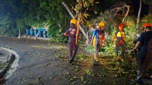 Bomberos y Alcaldía del Distrito Nacional retiran árboles caídos tras fuertes vientos, eldigital.com.do