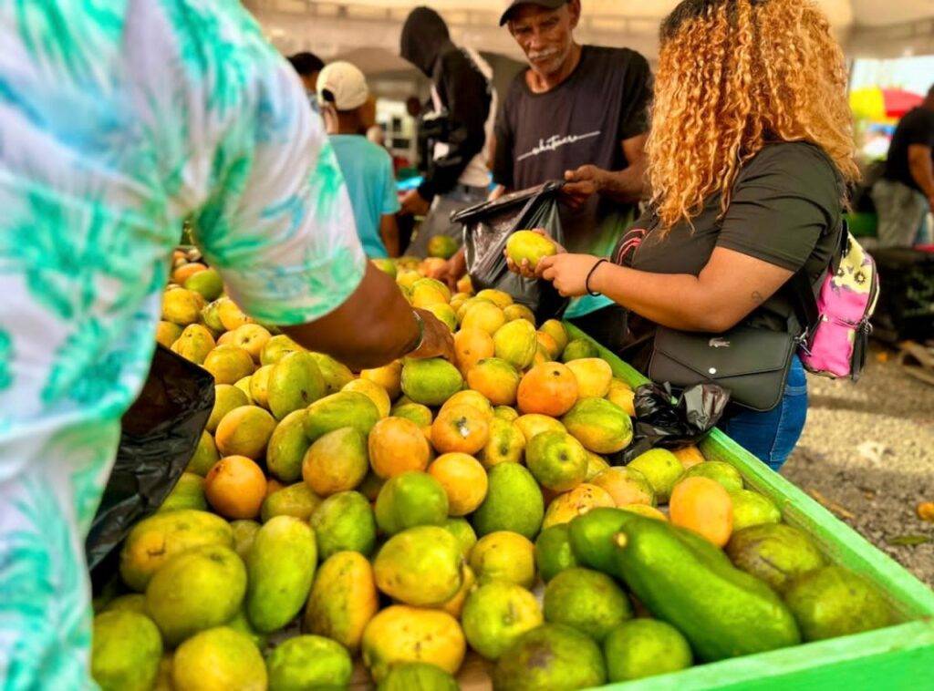 Expo Mango 2026 culmina con éxito y reafirma a Baní como Capital del Mango Expo Mango 2026 culmina con éxito y reafirma a Baní como Capital del Mango, eldigital.com.do