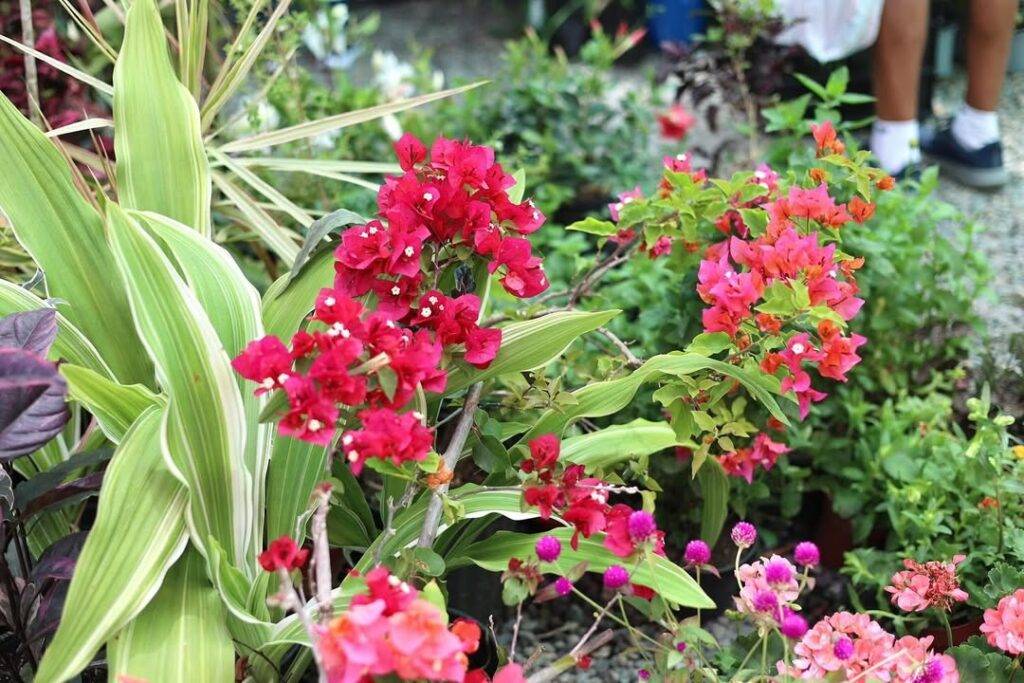 Jarabacoa celebra los 15 años del Festival de las Flores con una edición histórica, eldigital.com.do