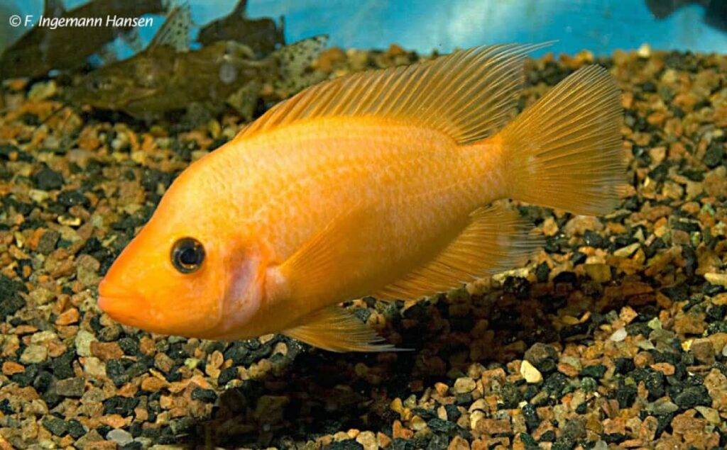Un pez introducido amenaza fauna nativa, alertan investigadores de Michigan y RD, eldigital.com.do