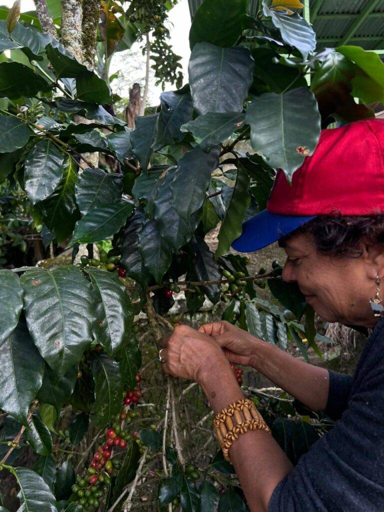 Productores de café reclaman al gobierno apoyo para el sector, eldigital.com.do
