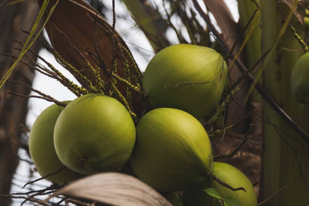 República Dominicana celebrará su primera Cumbre del Coco para impulsar la industria y productividad del sector, eldigital.com.do